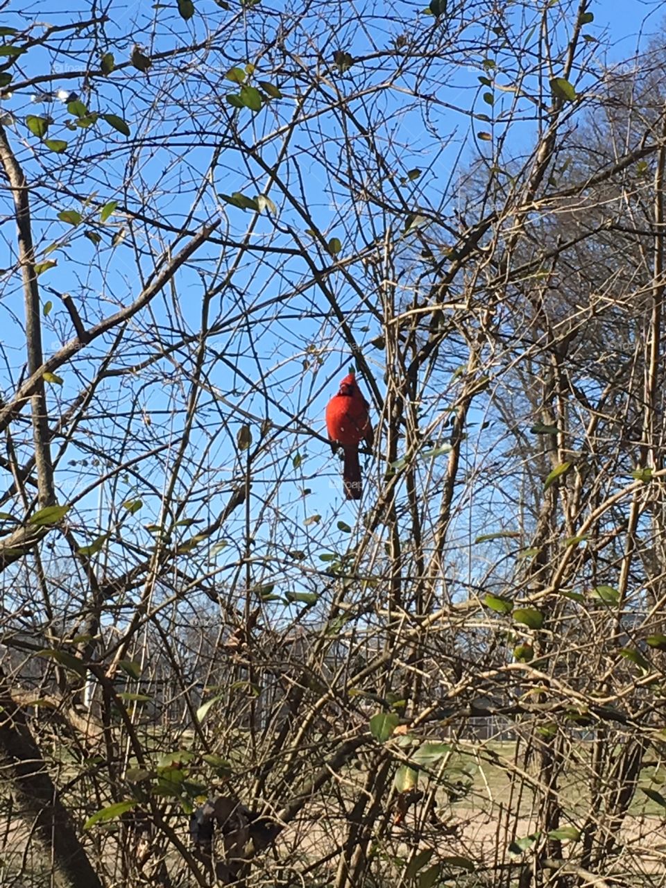 Red birdie 