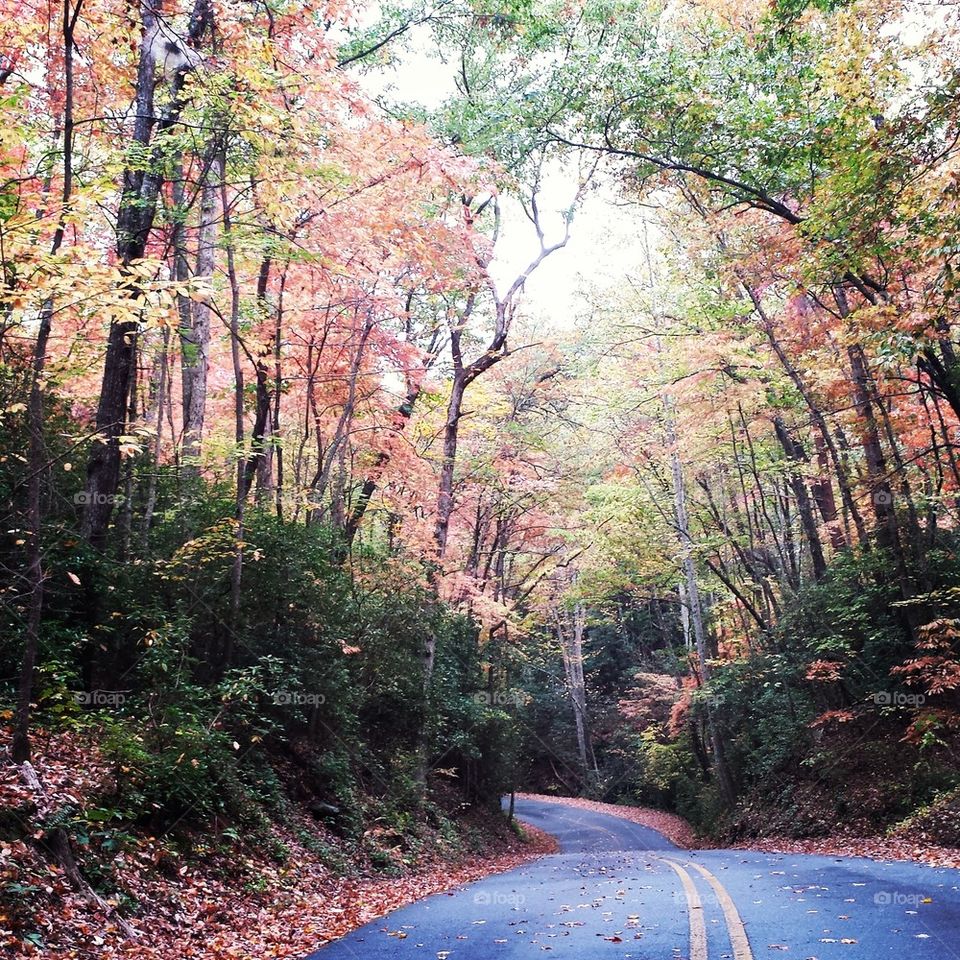 Lonely Autumn Road