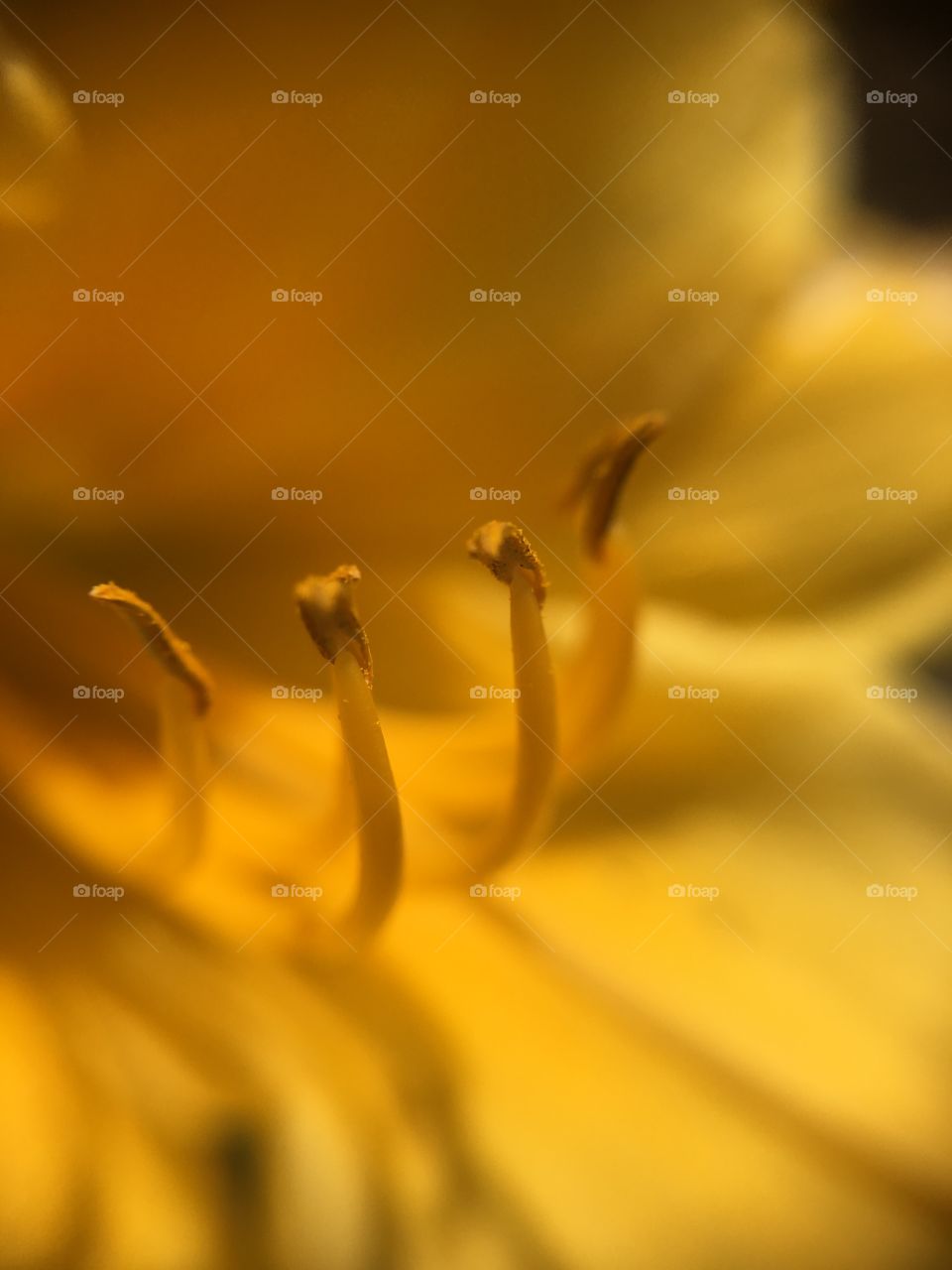 Lily stamen closeup