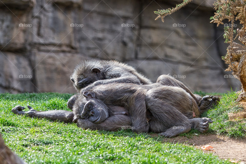 Monkeys sleeping on grass