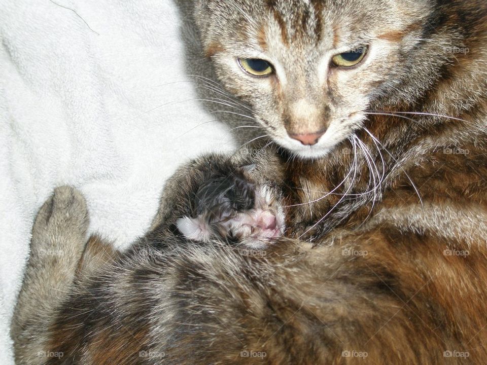 Momma cat and her few minutes old kitten