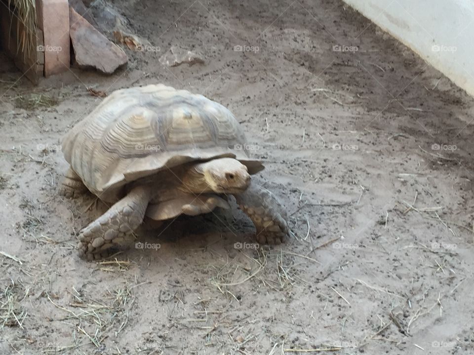 giant turtle to the phoenix Park in Nice : France