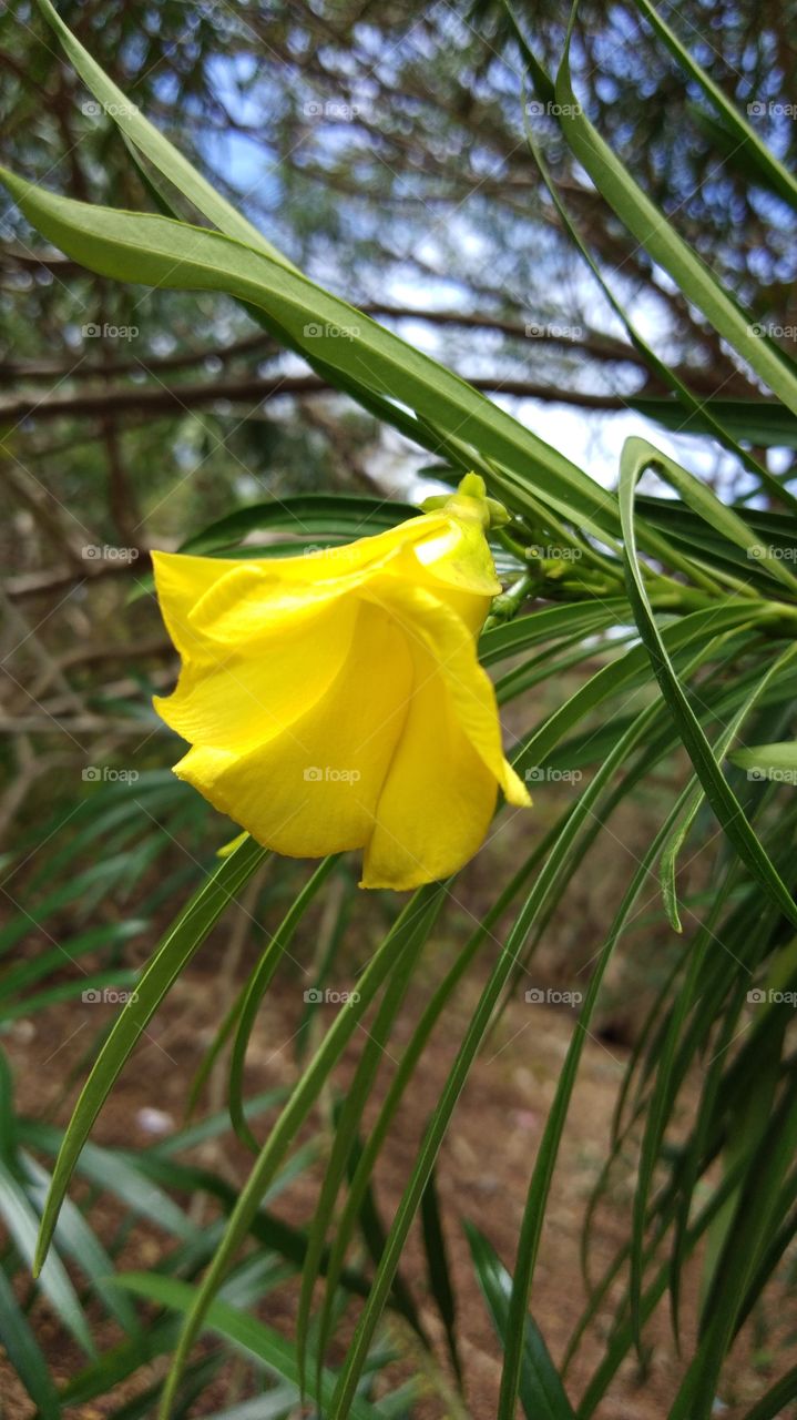 Ourdoor tree flower.