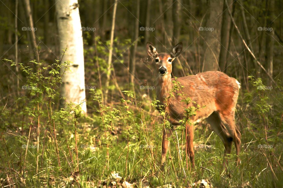 Into the Woods... 🦌