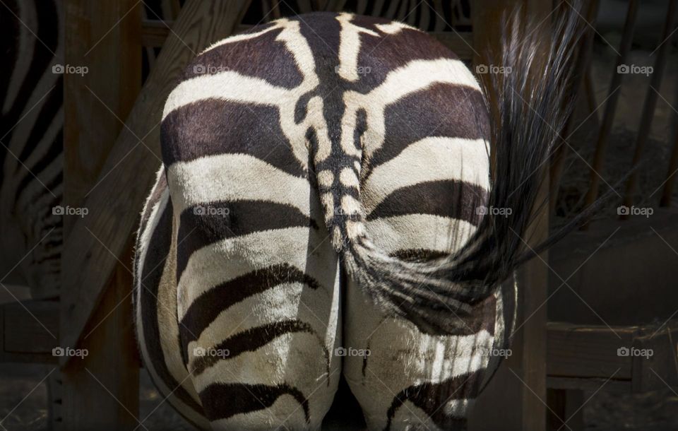 Zebra from the back