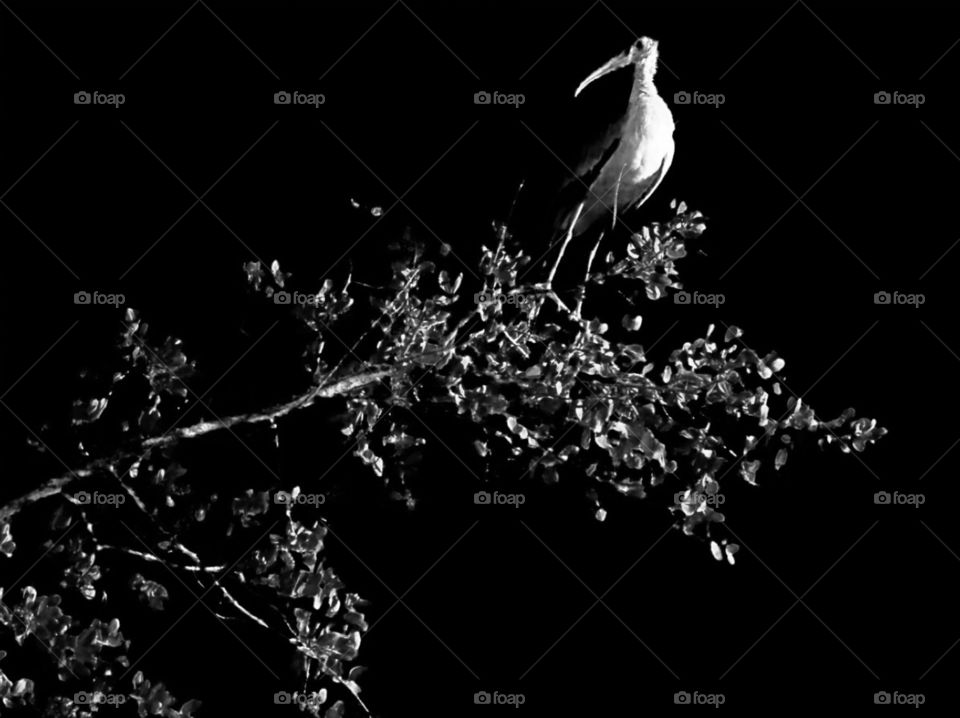 White ibis bird sitting in tree during the night 
