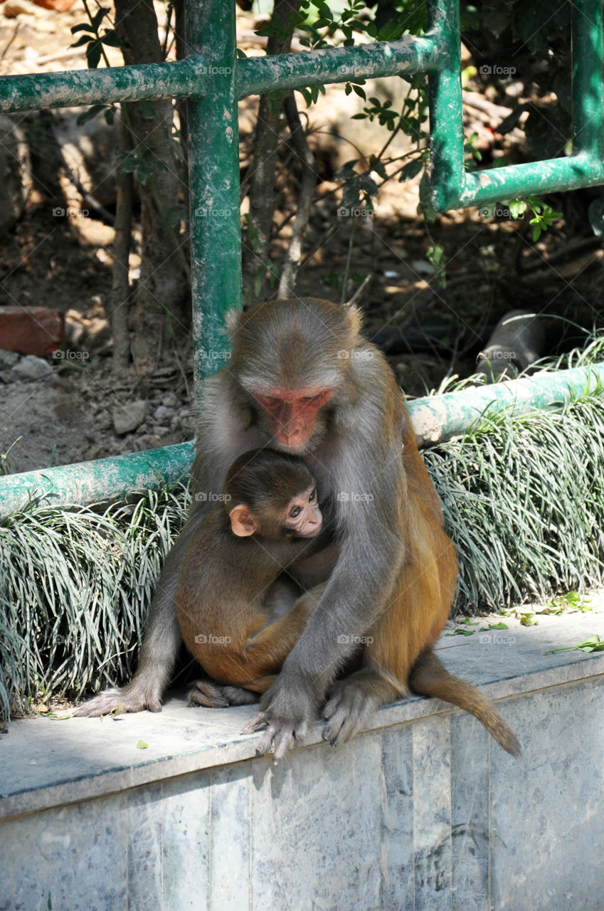 monkey family in Kathmandu