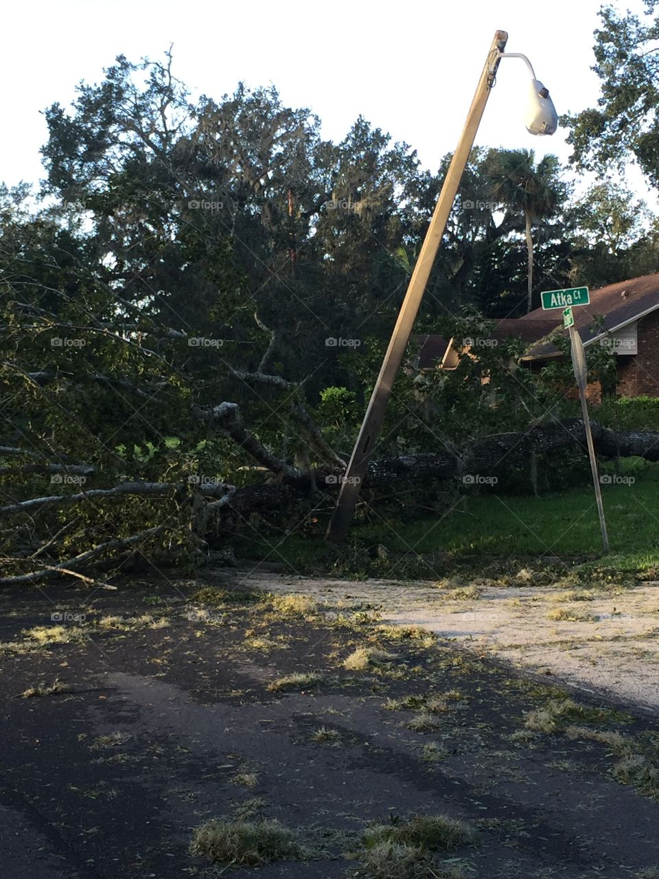 Hurricane Matthew downed many large oak trees in the northeast Florida city of Ormond Beach, taking down this streetlight in the Halifax Plantation neighborhood, in Volusia County.