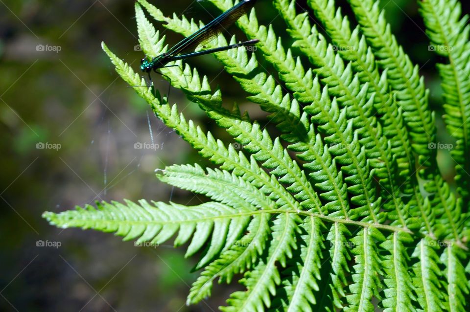 Nature. Dragonfly 