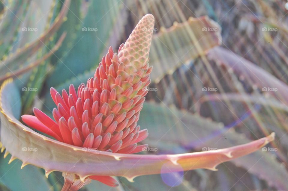 Close-up of a exotic flower 