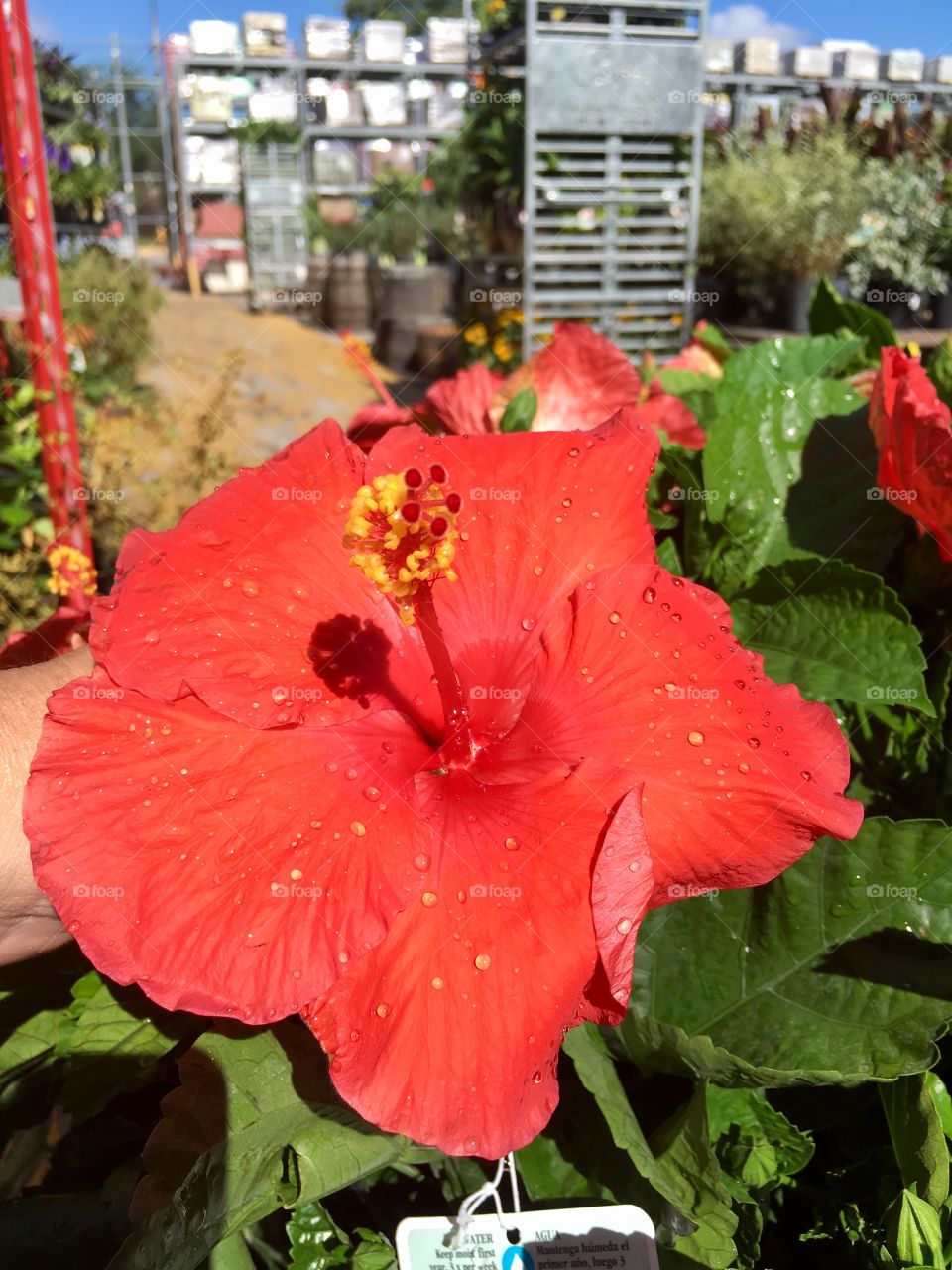 Red Hibiscus flower 🌺