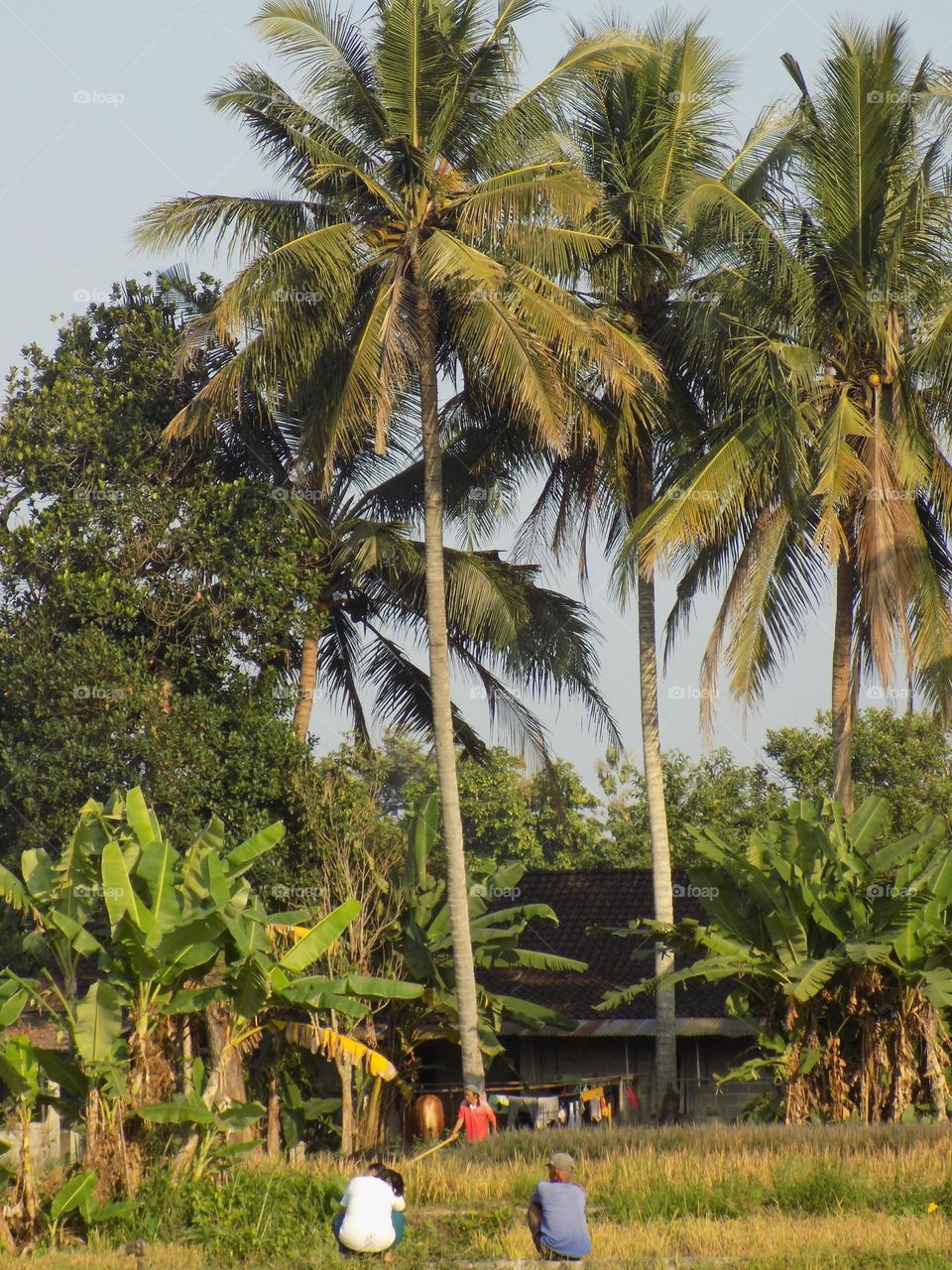 At summer one morning at the edge of the rice field