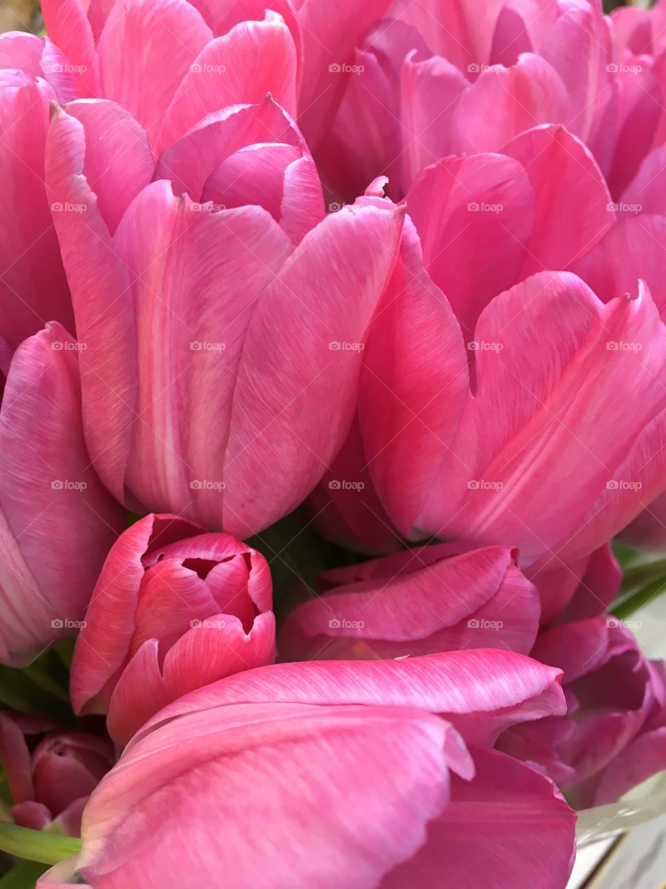 Pink tulips 
