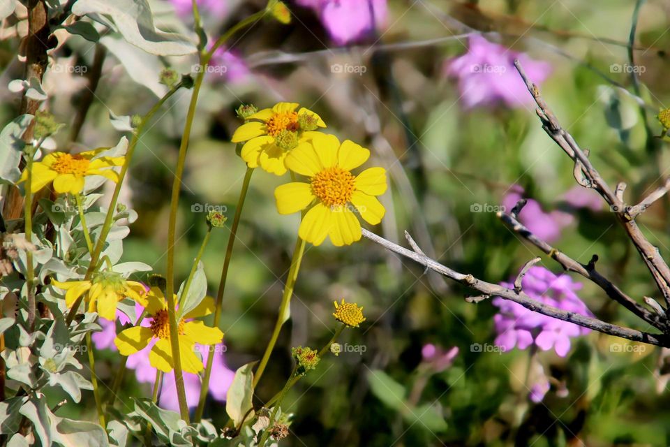 Wildflowers in Arizona Spring