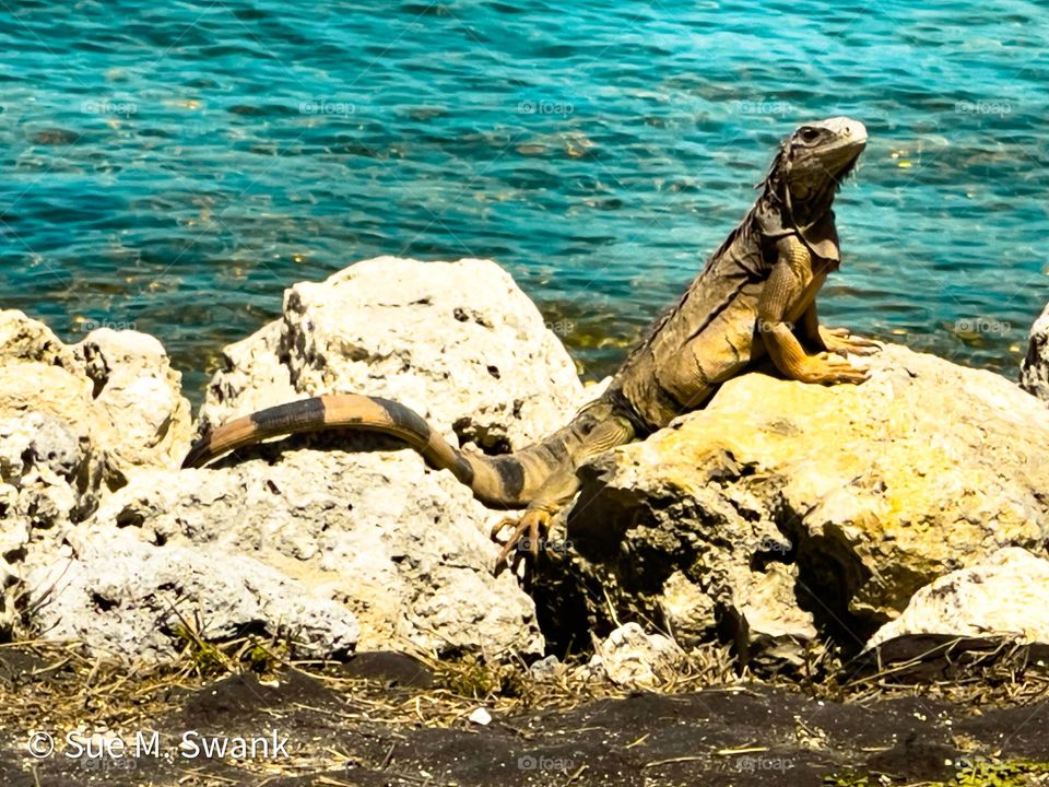 IGUANA SUNBATHING