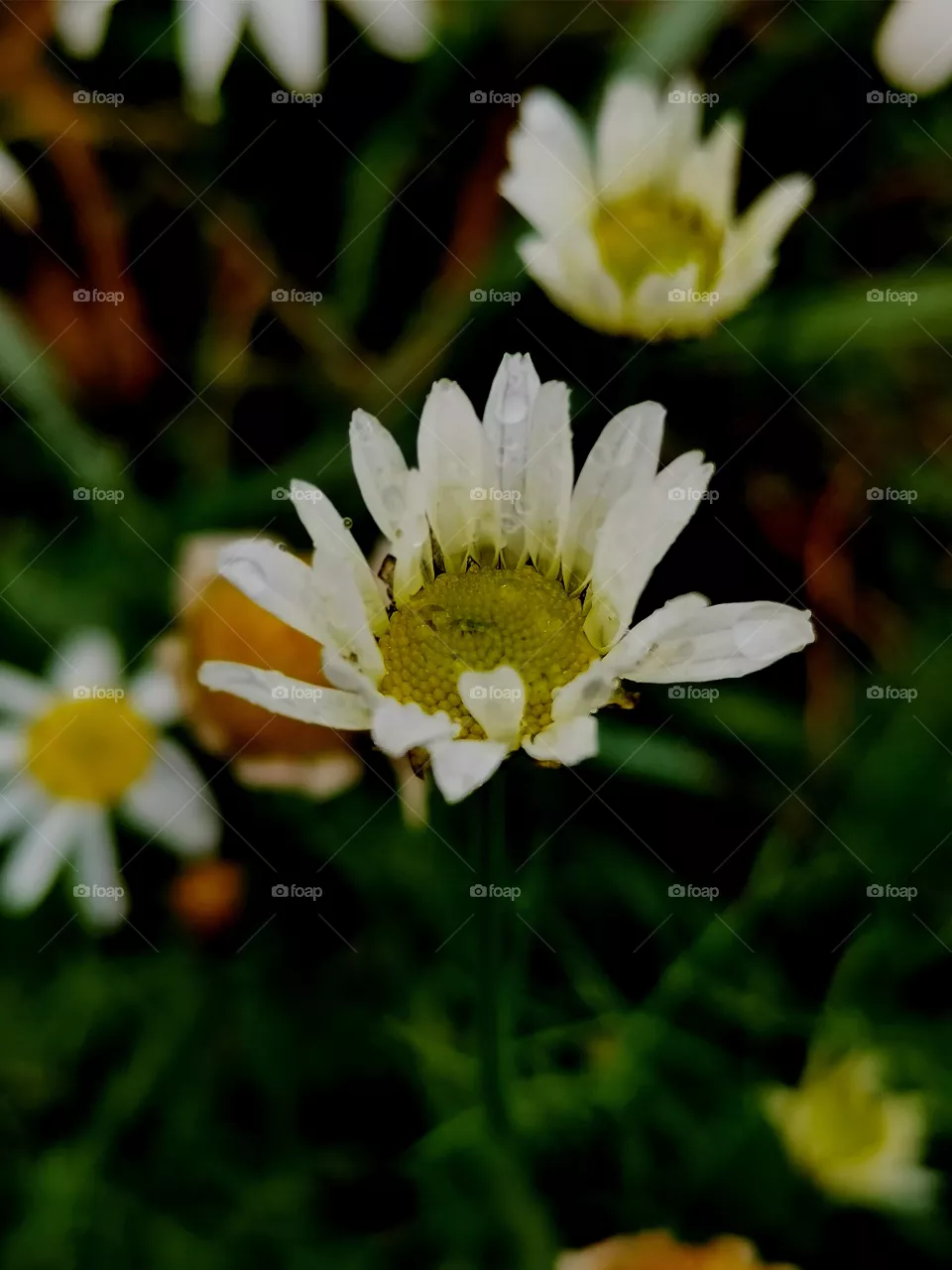 Chamomile