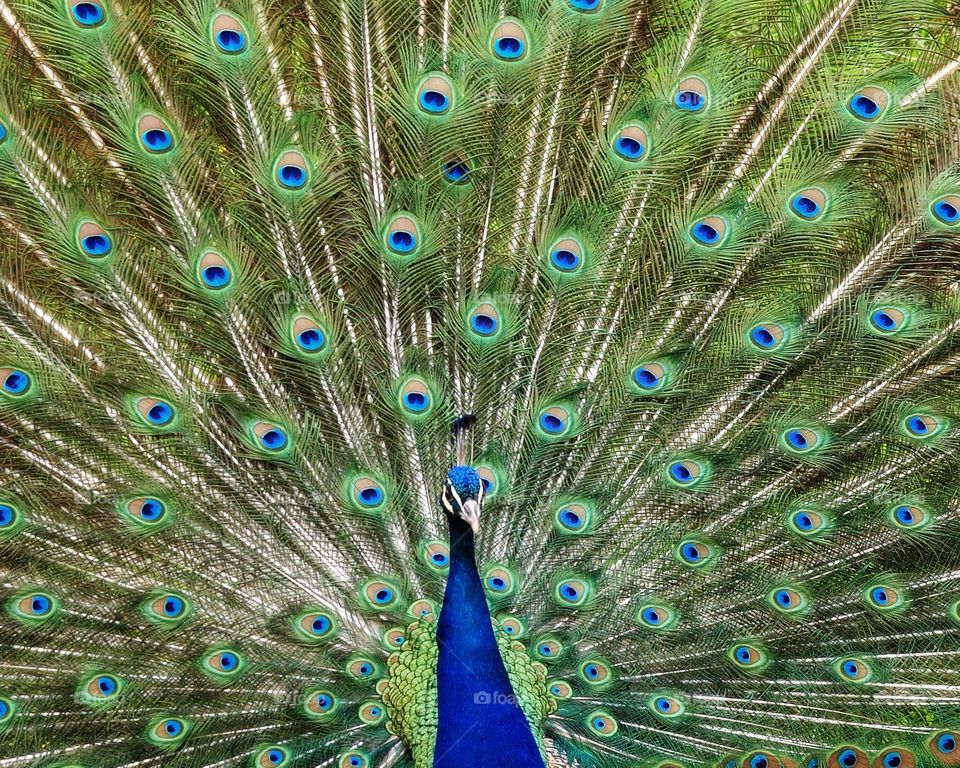 Peacock