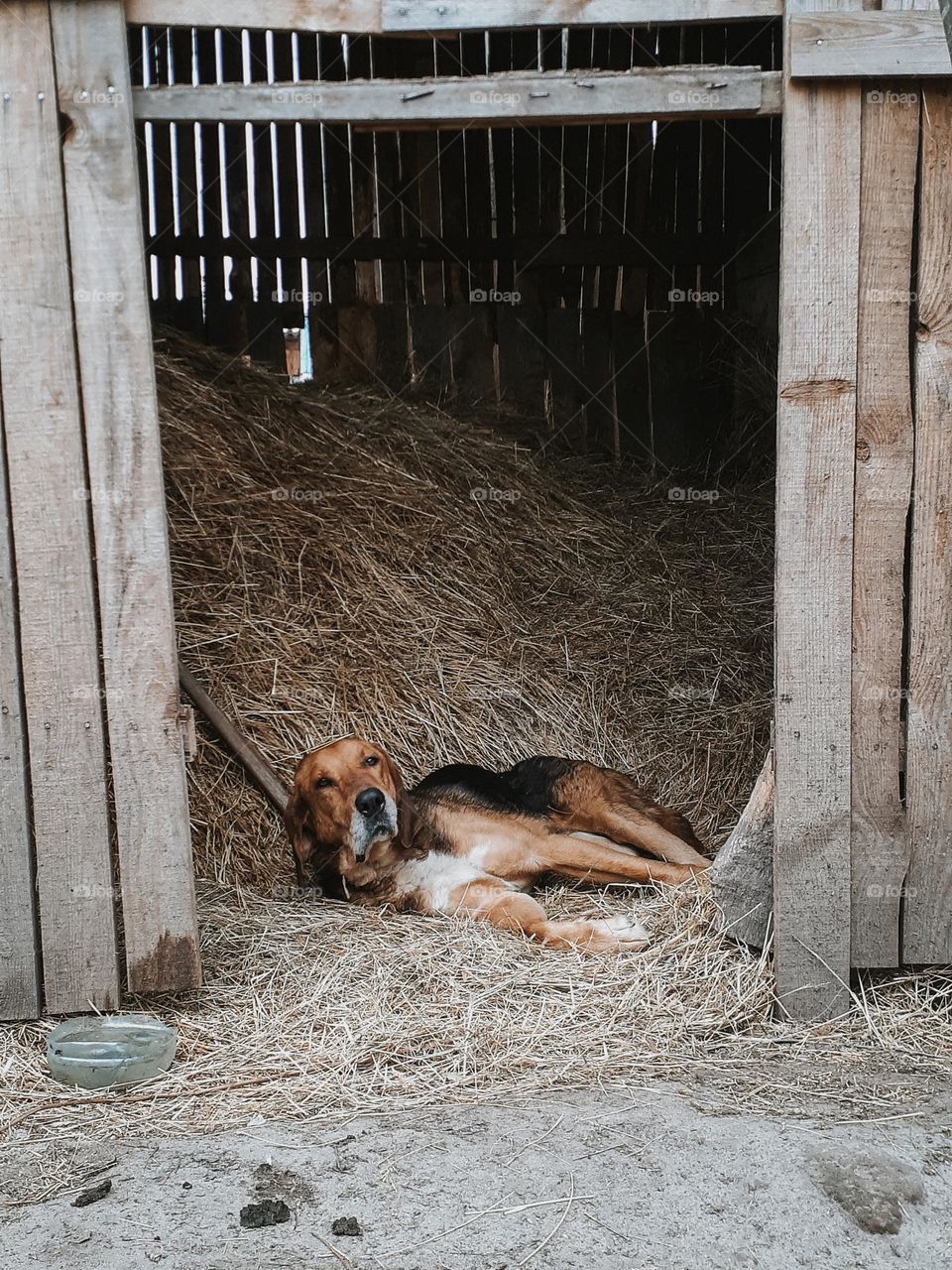 an eared guard dog lies among dry hay in the village