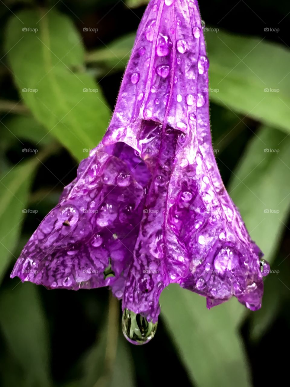 Purple Showers Mexican Petunia
Ruellia brittoniana