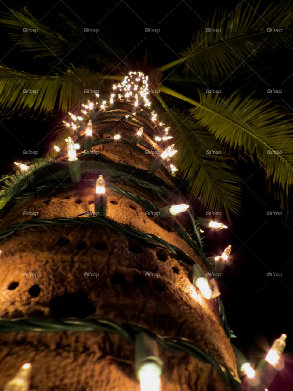 palm christmas lights florida by wme