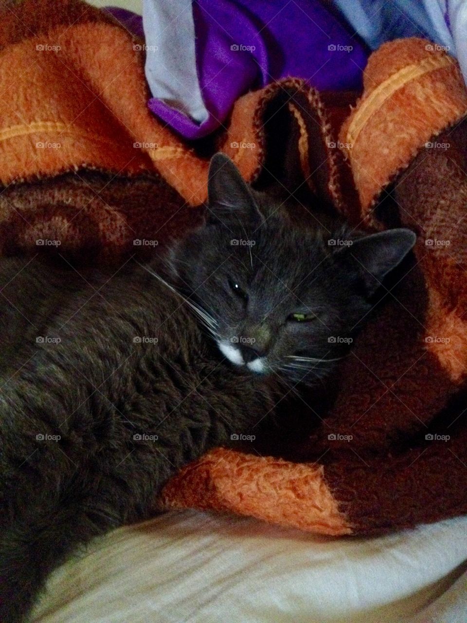 Real Cats and Dogs in Real Life