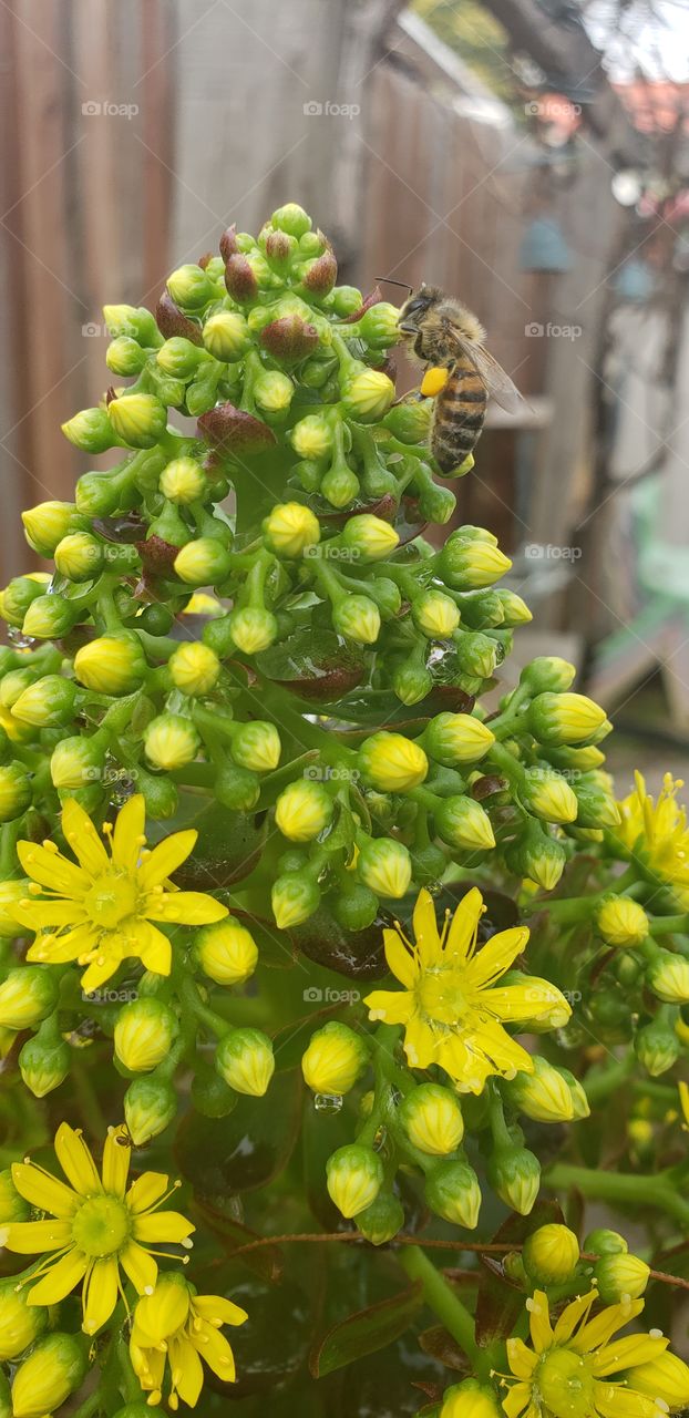 yellow flowers, bee