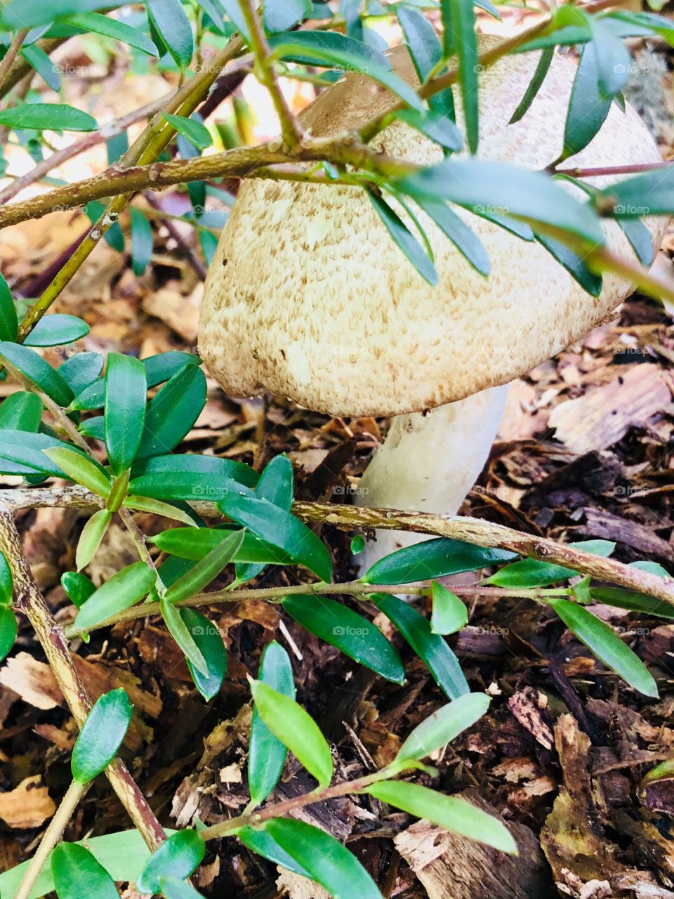 A cute mushroom peaking through the leaves in a secluded area in the South Georgia woods. 