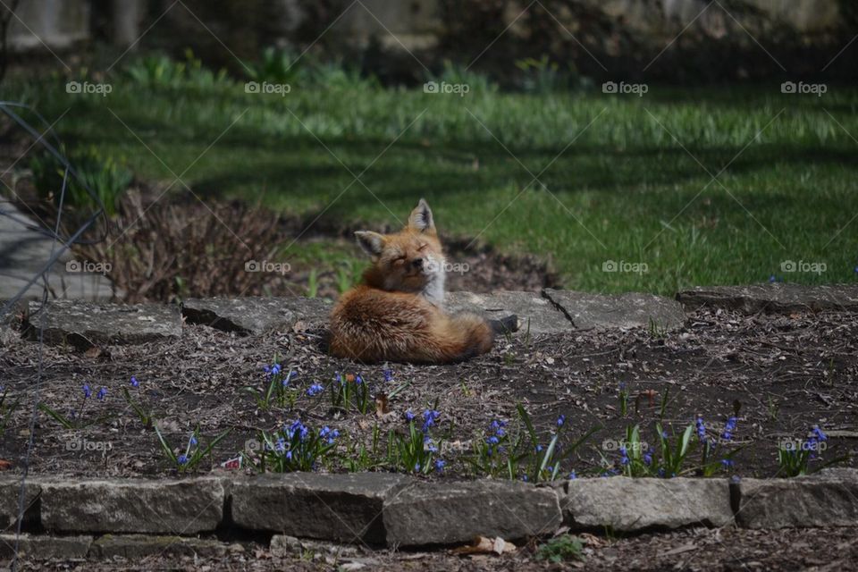 Red Fox Laying down
