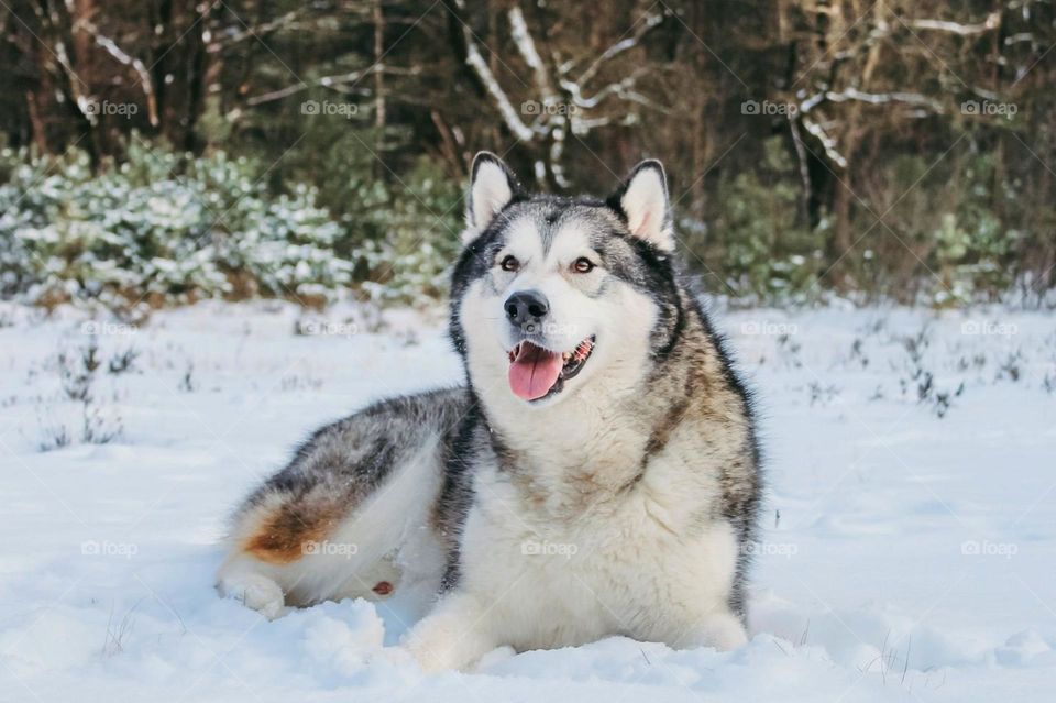 Portrait of a dog looking excited, sitting in the snow with trees in the background