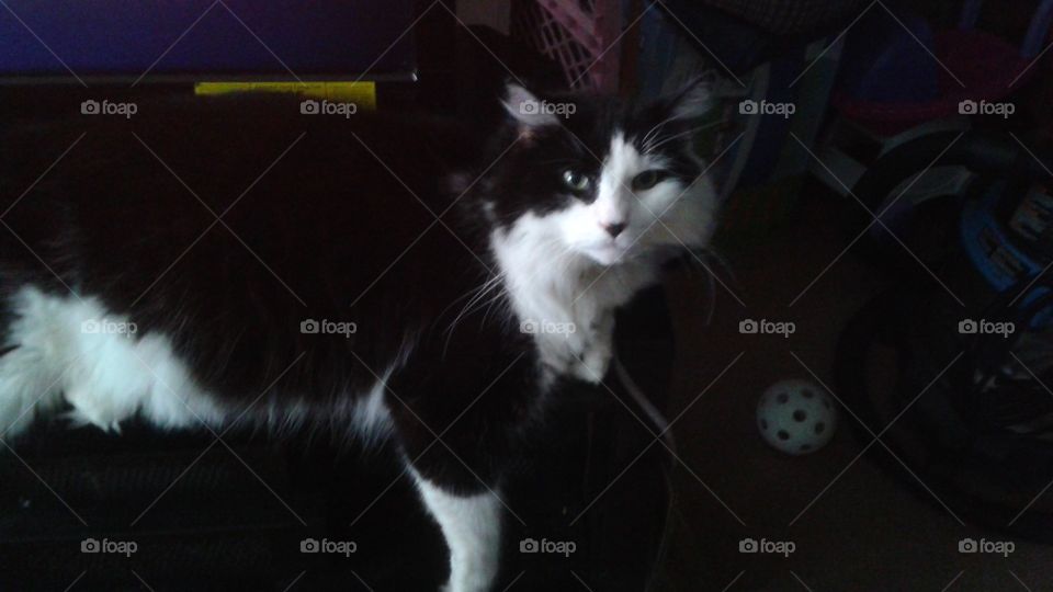 8ball Cat. Cat relaxing