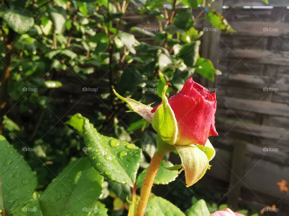 Little rose at our fence