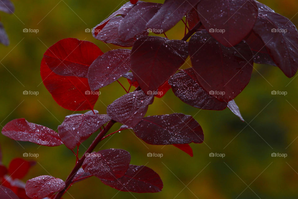nature red leaves dew by thobbz