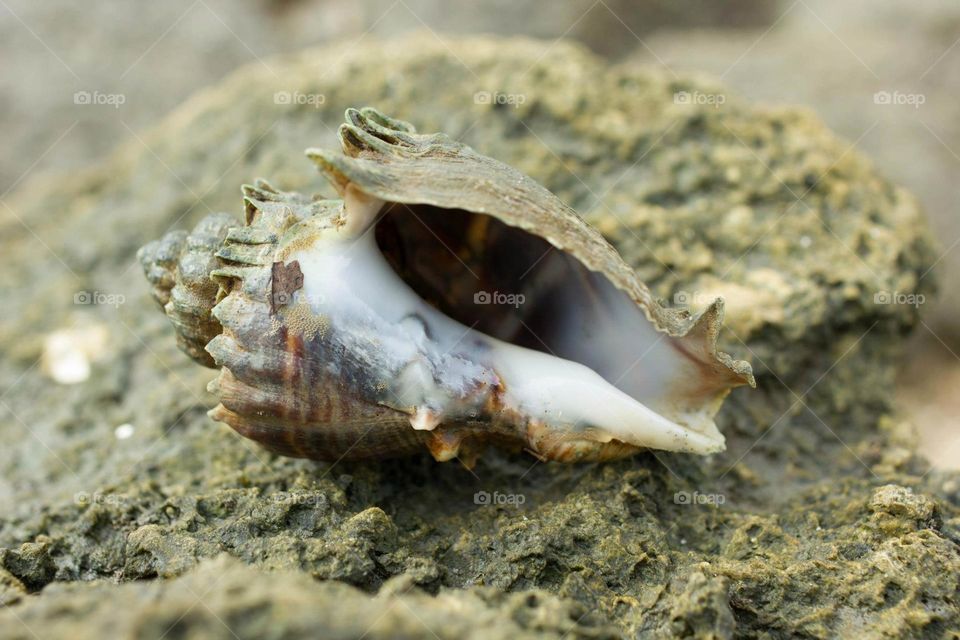 snail in sea
