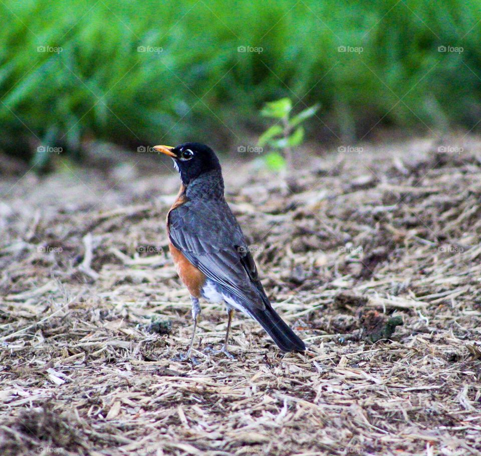 Orange and grey bird