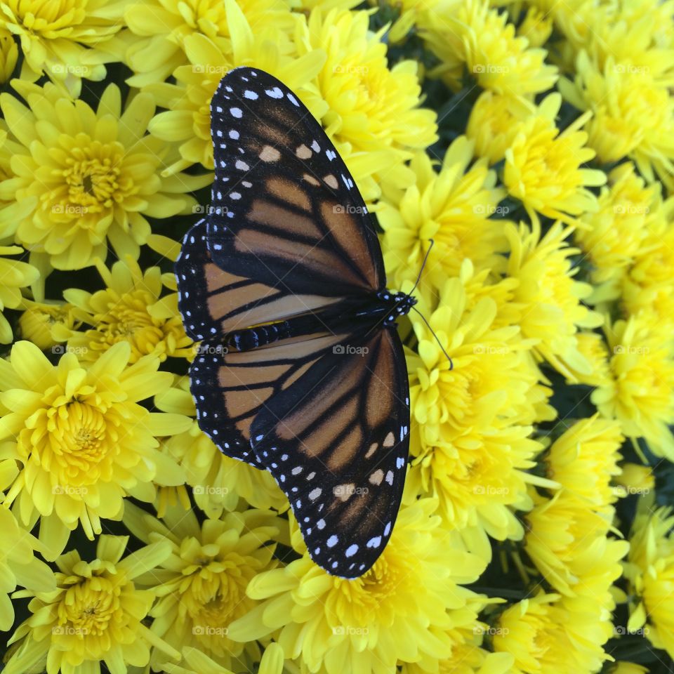 Monarch Butterfly & Flowers 