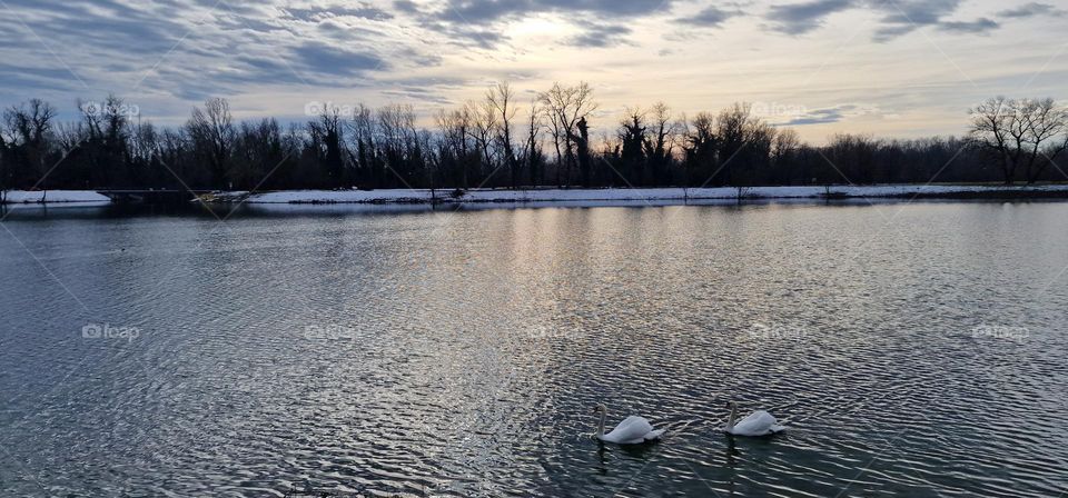 Swans swimming in the lake on a beautiful winter day while coast is covered in snow
