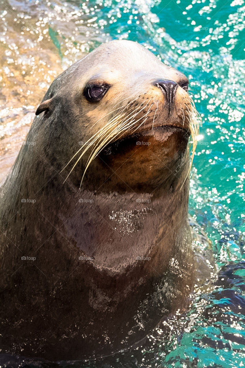 Bella foca 