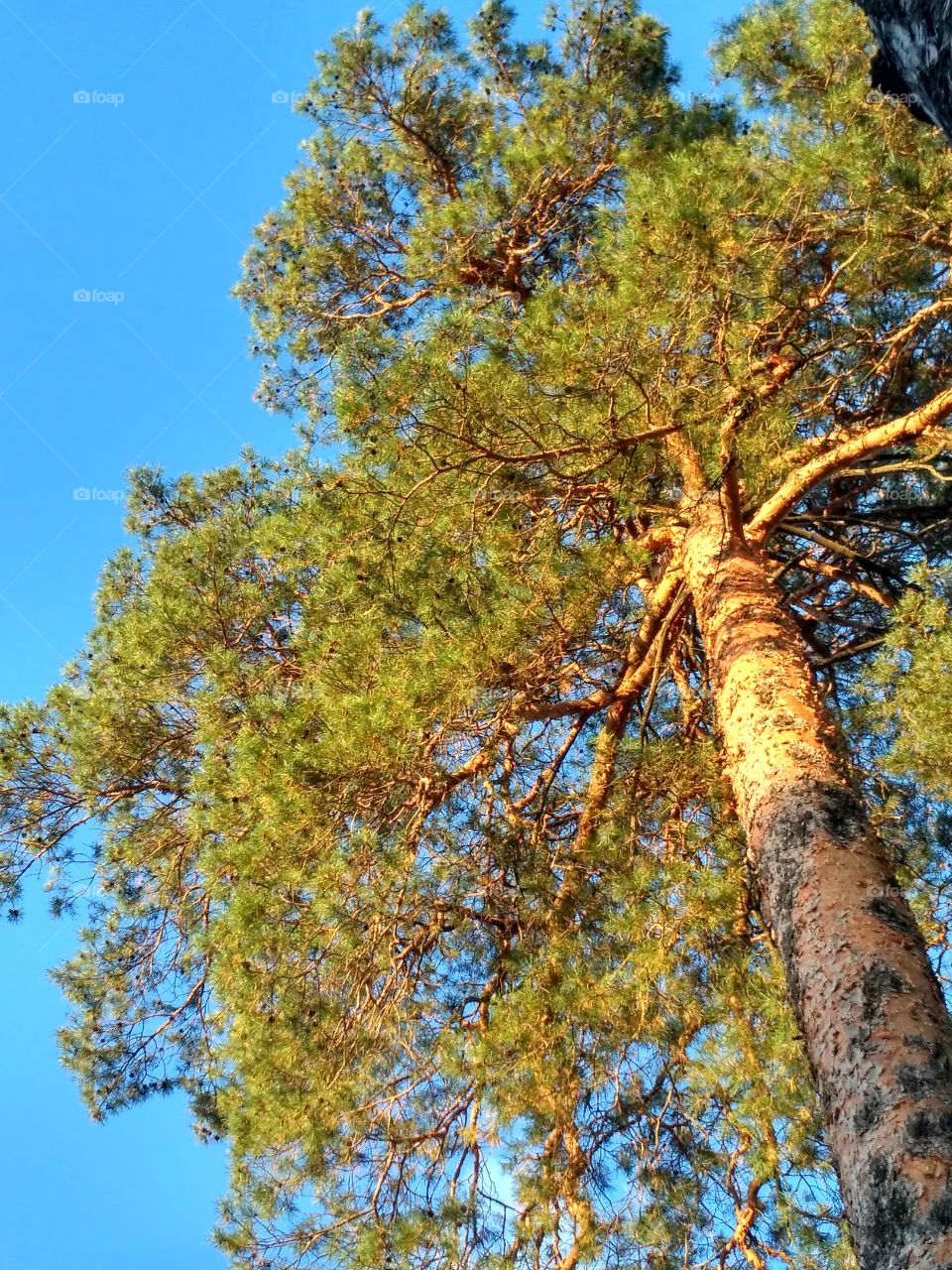 evening.pinetree.