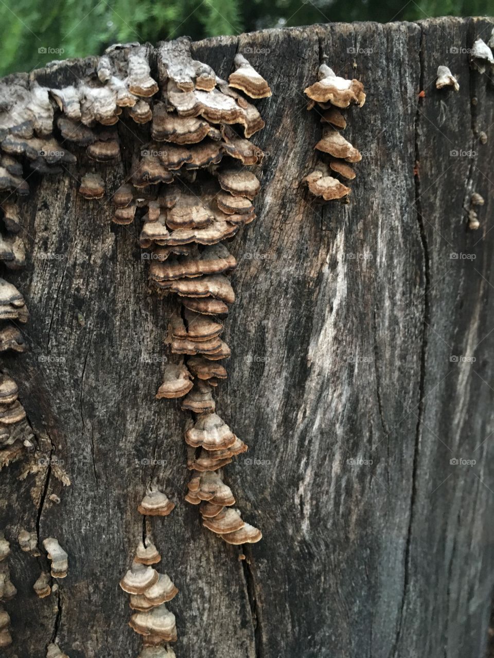 Mushrooms on the trunk