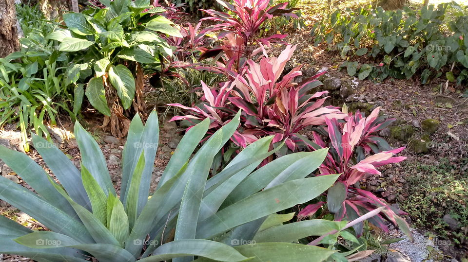 KIRILMIŞ YAPRAK, BROMELYA YAPRAK, BURÇ, BİTKİ, BAHÇE, ORKARD.