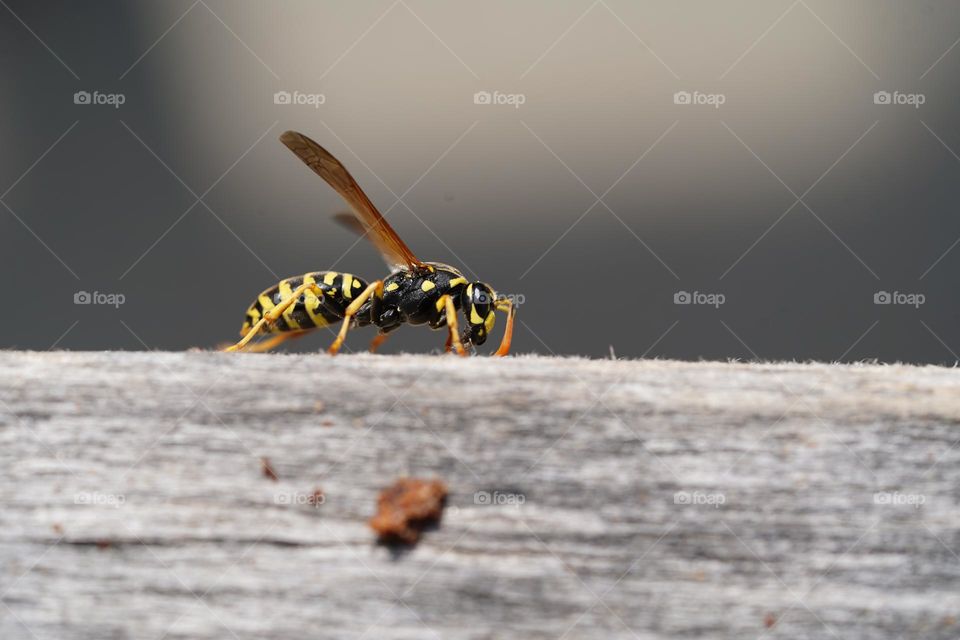 Wasp