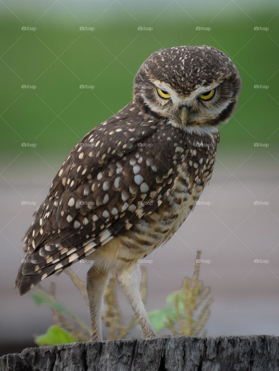 Burrowing Owls