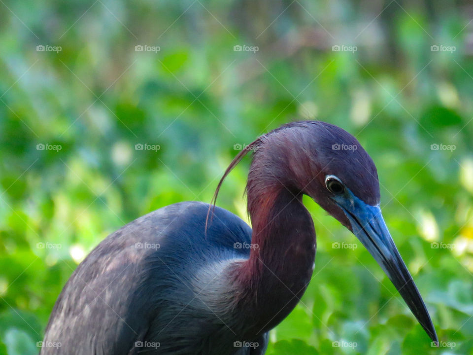 little blue heron