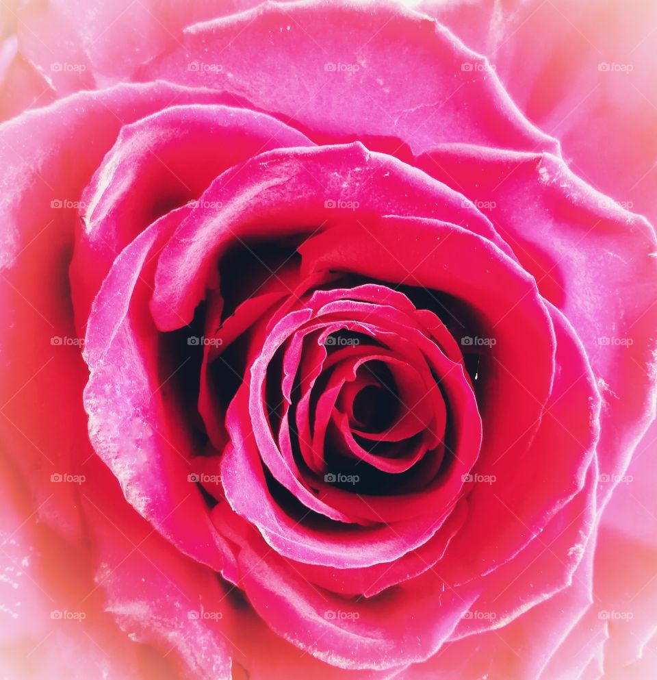 Background with pink rose