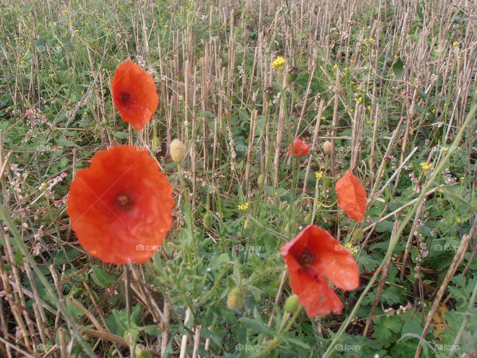 Red Wild Poppys