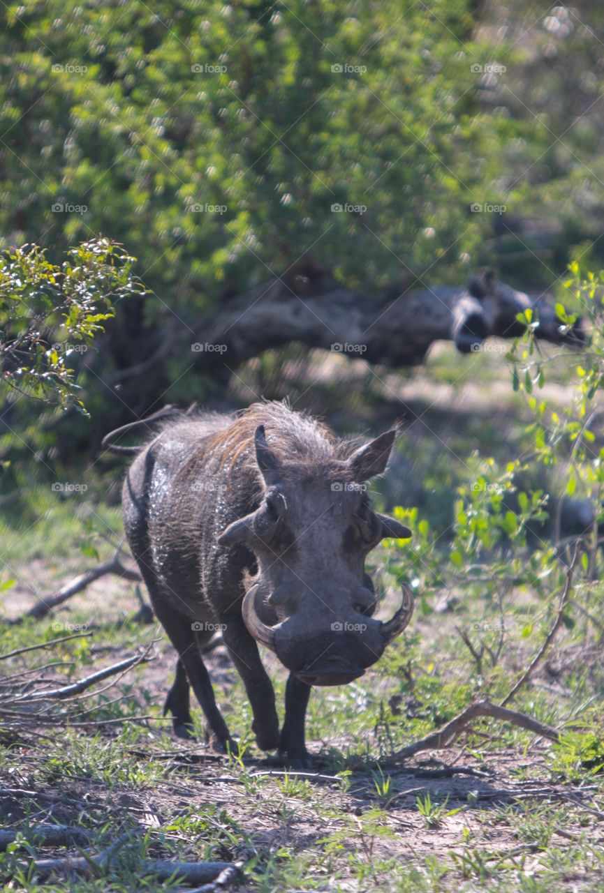 Warthog in Southern Africa