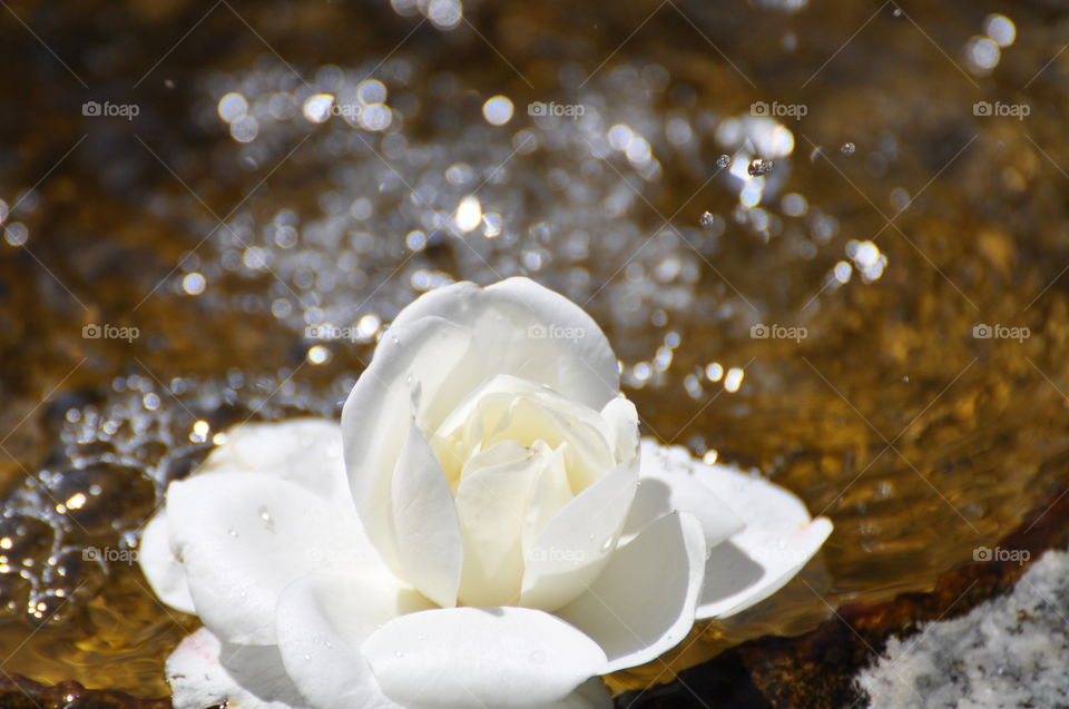 Floating white rose