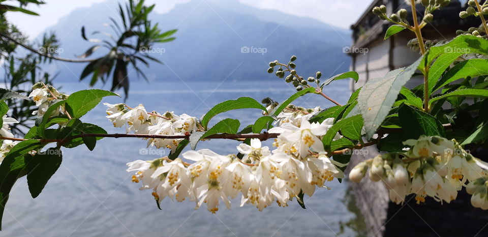 lake and flowers