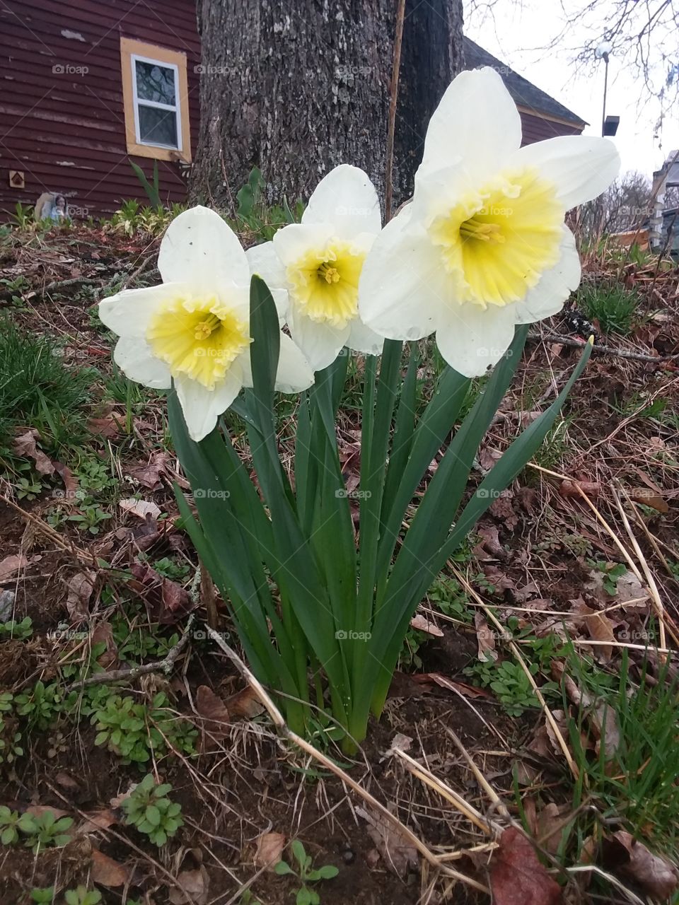 springtime
in bloom