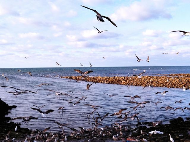 Seagulls and the sea